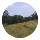 Field of daisies. Stockbrdige, MA
